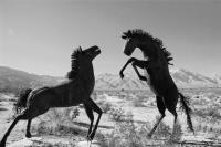 Borrego Horses�